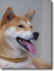 Shiba Inu