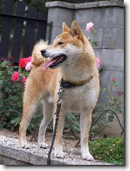 Shiba Inu