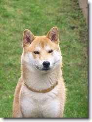 Shiba Inu