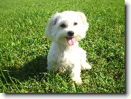 Maltese
