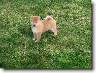 Shiba Inu