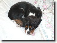 Cavalier King Charles Spaniel