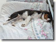 Cavalier King Charles Spaniel