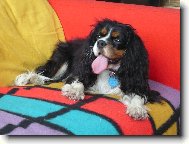 Cavalier King Charles Spaniel