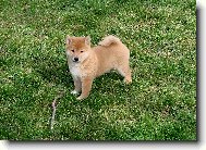 Shiba Inu