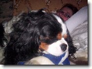 Cavalier King Charles Spaniel