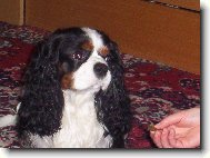 Cavalier King Charles Spaniel