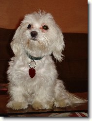 Maltese