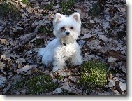 Maltese