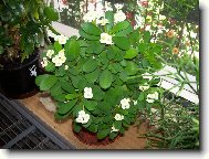 Euphorbia milii
