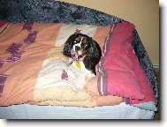 Cavalier King Charles Spaniel