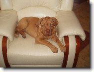 Dogue de Bordeaux