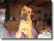 Shar-Pei