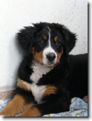 Berner Sennenhund