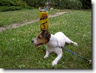 Jack Russell Terrier