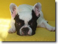 Bouledogue francais, French Bulldog
