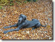 Deutsche Dogge