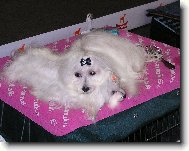 Maltese