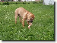 Shar-Pei