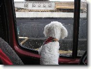 Maltese