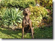 Deutscher Kurzhaariger Vorstehhund
