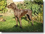 Deutscher Kurzhaariger Vorstehhund