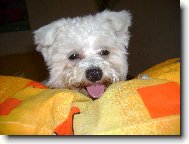 Maltese
