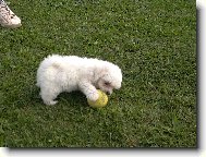 Maltese