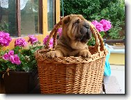 Shar-Pei