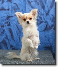 Chihuahua