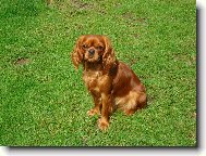 Cavalier King Charles Spaniel