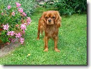 Cavalier King Charles Spaniel