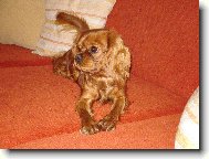 Cavalier King Charles Spaniel