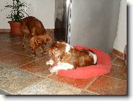 Cavalier King Charles Spaniel