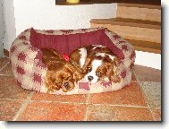 Cavalier King Charles Spaniel