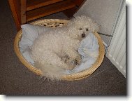 Bichon á poil frisé, Bichon Frise
