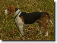 Beagle