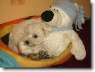 Maltese