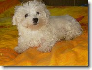 Maltese