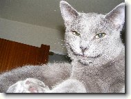 British Shorthair \(Cat\)
