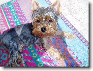 Jorkšírský terier, Yorkshire Terrier,