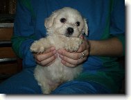 Maltese