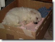 Maltese