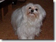 Maltese