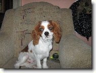 Cavalier King Charles Spaniel