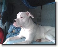 Dogo Argentino