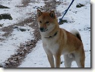 Shiba Inu