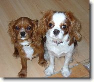 Cavalier King Charles Spaniel