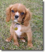 Cavalier King Charles Spaniel