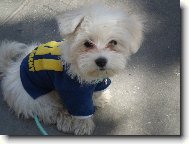 Maltese